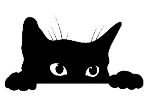 Kitten Peek-A-Boo Head
