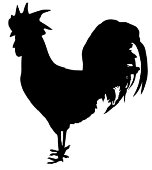 Rooster